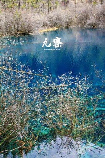 2024艺术嘉年华 | 管策:关于《鸟之道,道亦无常》花鸟系列